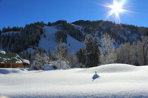 白天的灰松树 · 免费素材图片