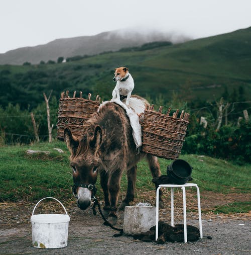 白色和棕色的狗站在棕色驴背着篮子 · 免费素材图片