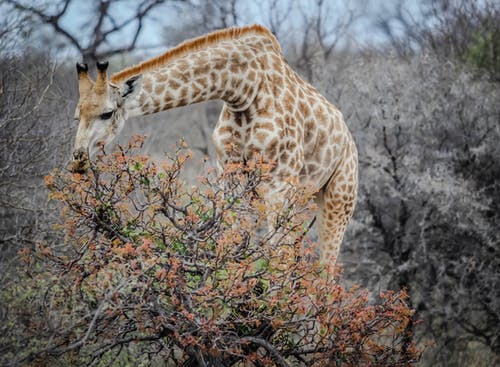 长颈鹿放牧的特写摄影 · 免费素材图片