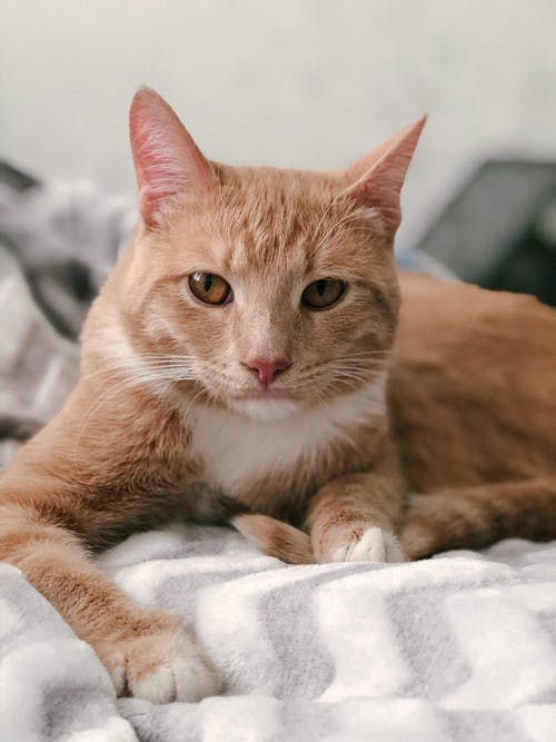 橙色虎斑猫的照片 · 免费素材图片