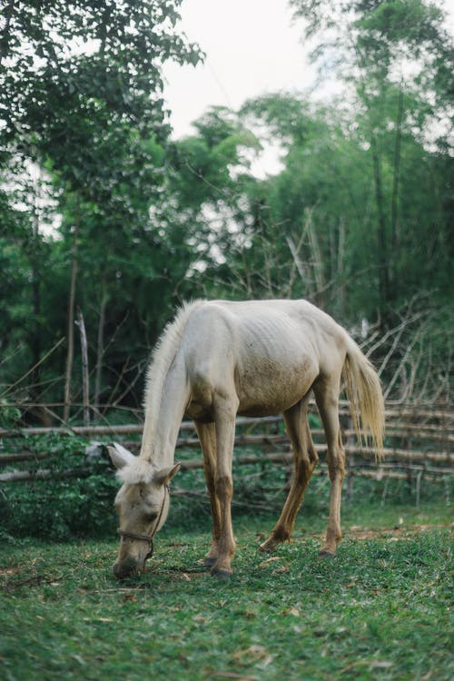 白马吃草 · 免费素材图片