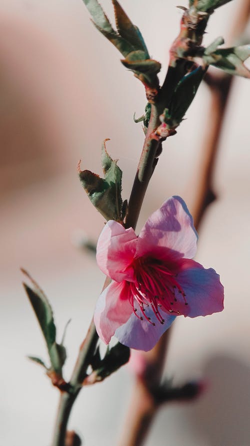 有关分公司, 季节, 工厂的免费素材图片