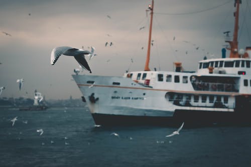 海上白船 · 免费素材图片