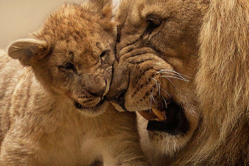 成年狮子和小狮子一起玩 · 免费素材图片
