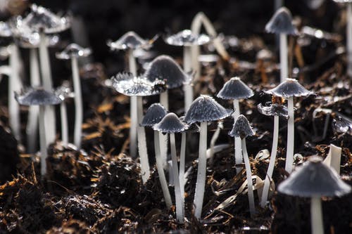 棕色土壤上的灰色小蘑菇 · 免费素材图片