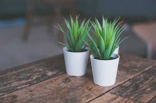 盆栽植物 · 免费素材图片