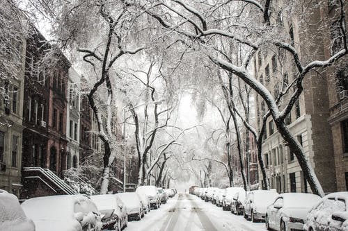 雪覆盖的树木和汽车 · 免费素材图片