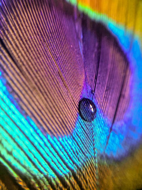 有关充满活力, 水滴, 特写的免费素材图片