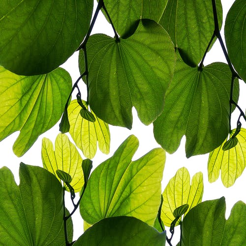 有关垂直拍摄, 增长, 天性的免费素材图片