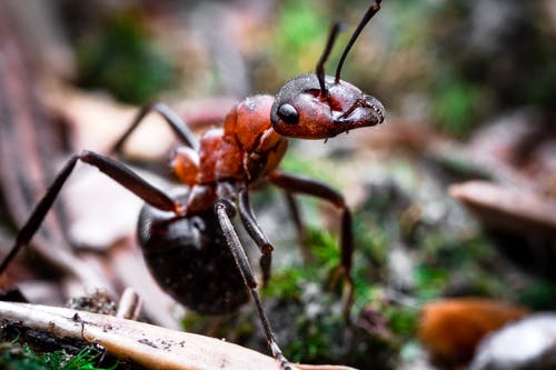 棕色木棍上的红蚂蚁 · 免费素材图片