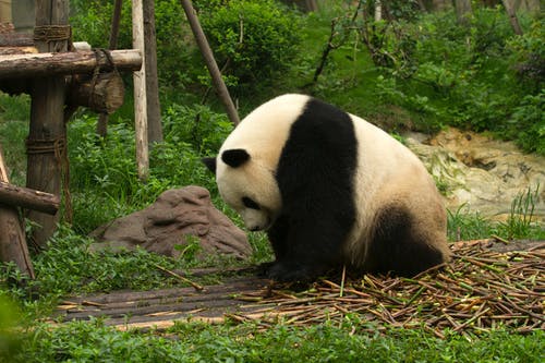 有关中国, 侧面图, 动物的免费素材图片