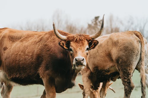 有关公牛, 动物摄影, 动物肖像的免费素材图片