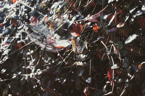 Argiope蜘蛛的微距摄影 · 免费素材图片