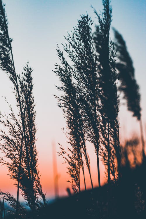 有关垂直拍摄, 天性, 模糊的的免费素材图片