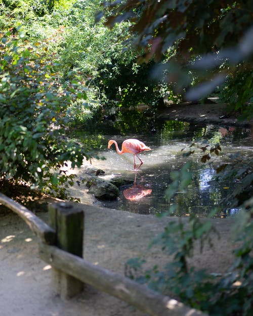 粉红色的火烈鸟在水面上 · 免费素材图片