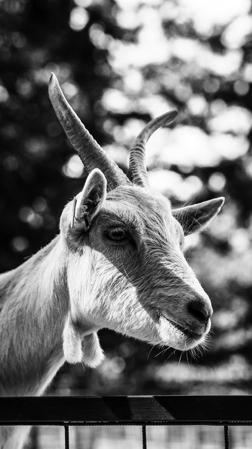 山羊的灰度摄影 · 免费素材图片