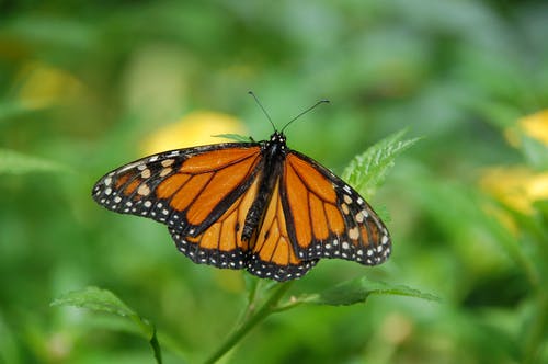 棕黑色白色蝴蝶在绿叶植物上 · 免费素材图片
