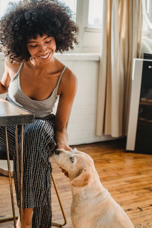 在家抚摸狗的快乐的黑人妇女 · 免费素材图片