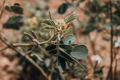 绿色的叶子和黄色的花朵的特写摄影 · 免费素材图片