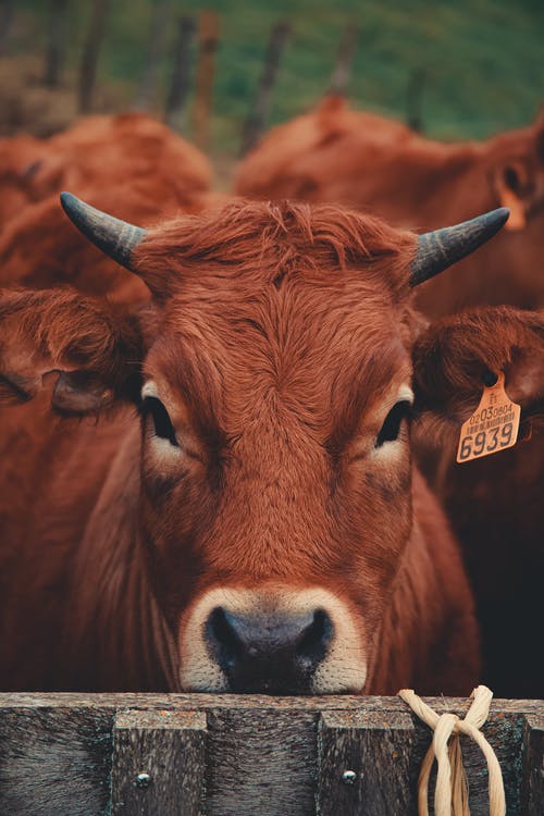 棕色的母牛的选择性焦点照片 · 免费素材图片