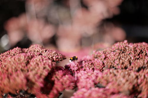 蜜蜂在粉红色的花瓣上的照片 · 免费素材图片