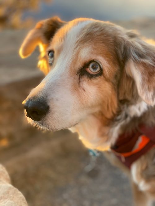 有关动物, 动物摄影, 可爱的免费素材图片