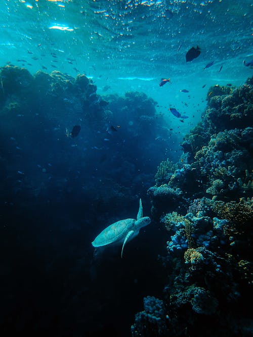 珊瑚海什锦的鱼 · 免费素材图片