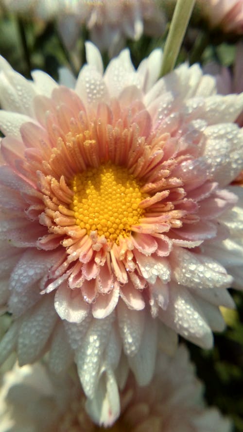 有关垂直拍摄, 特写, 美丽的花的免费素材图片