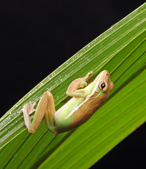 棕绿色和白色青蛙 · 免费素材图片