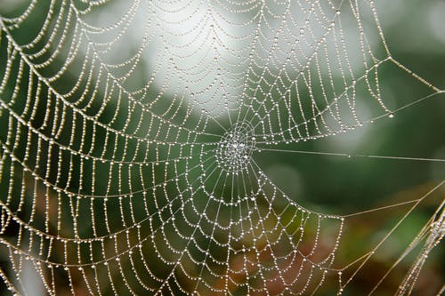 有关Web, 半透明, 多雨的的免费素材图片