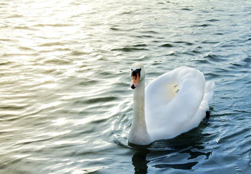 疣鼻天鹅在水面上 · 免费素材图片