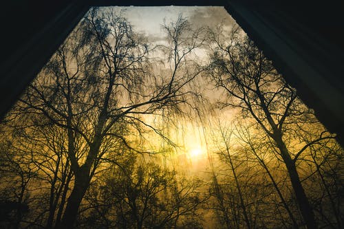 日出时的裸树 · 免费素材图片