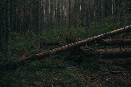 有关光, 冷杉, 分公司的免费素材图片