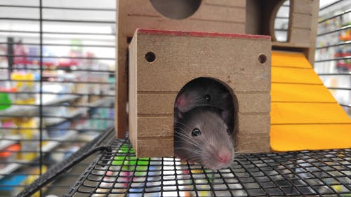 布朗房子里面的两只灰色老鼠 · 免费素材图片