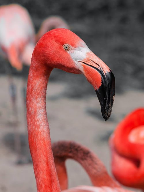 红火烈鸟 · 免费素材图片