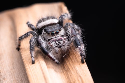 蜘蛛在木质表面上的特写照片 · 免费素材图片
