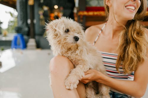 微笑着长长的头发，携带迷你贵宾犬的女人 · 免费素材图片