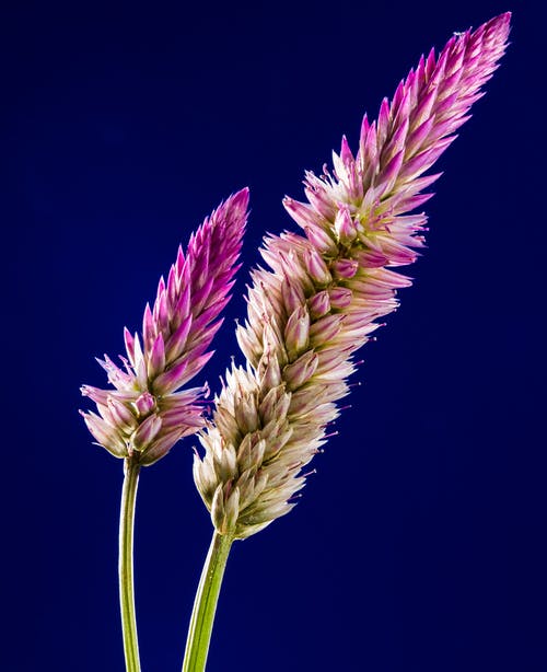 紫色和白色簇花 · 免费素材图片