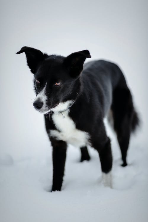黑色和白色短毛狗 · 免费素材图片