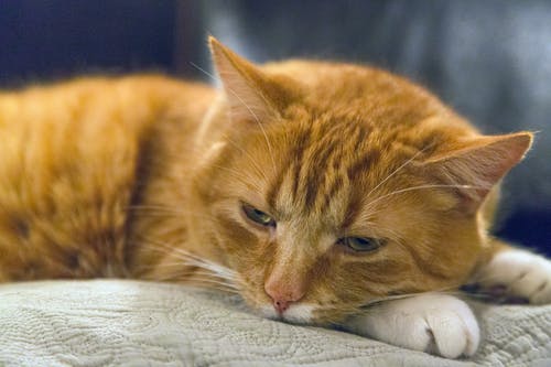 躺在米色垫子上的橙色虎斑猫 · 免费素材图片