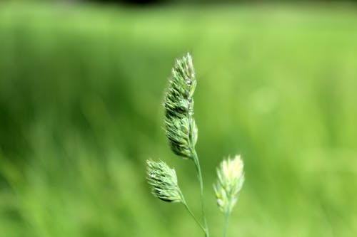 绿色的毛row草花的宏观摄影 · 免费素材图片