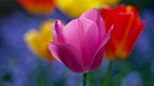 粉红花摄影 · 免费素材图片