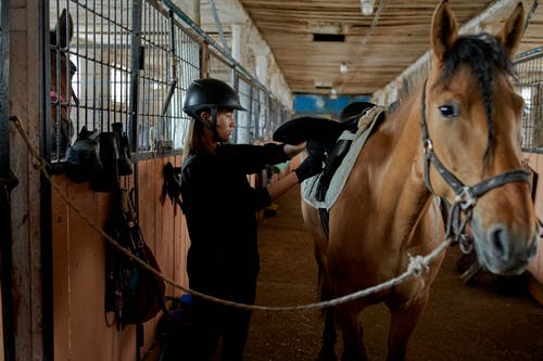 集中紧固马鞍的年轻女子在马stable里 · 免费素材图片