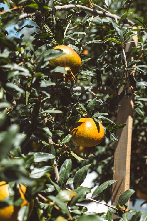 有关垂直拍摄, 增长, 挂的免费素材图片
