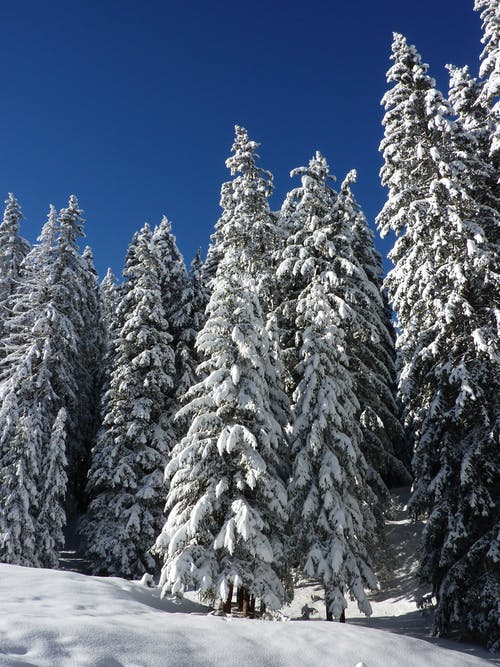 白天白雪覆盖的绿色森林树木 · 免费素材图片