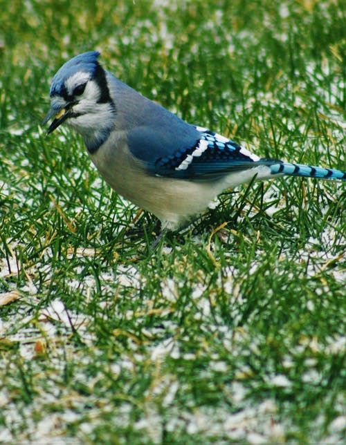 蓝色和白色的鸟，在绿色草地上 · 免费素材图片