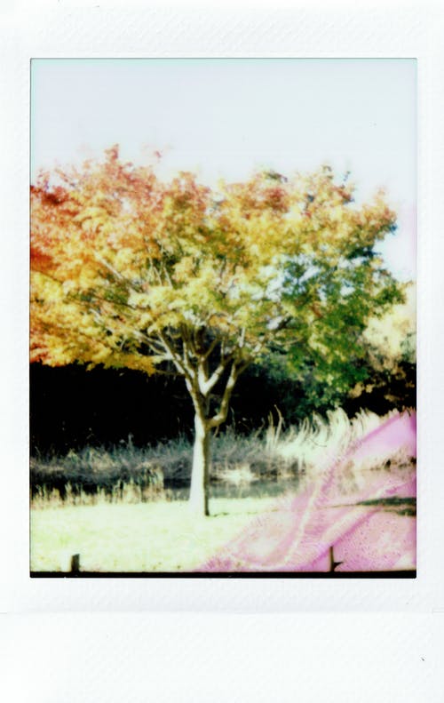 绿叶和黄叶树照片 · 免费素材图片