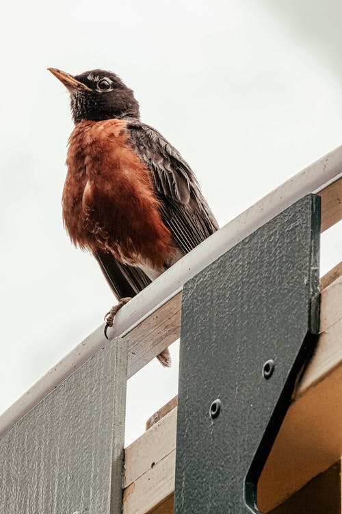 有关垂直拍摄, 户外, 栖息的免费素材图片