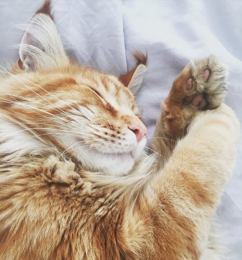 白色织物床罩上的橙色虎斑猫 · 免费素材图片