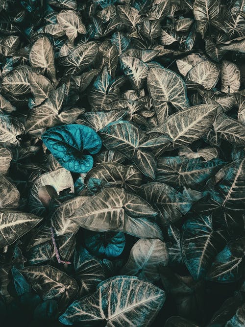 绿叶植物 · 免费素材图片